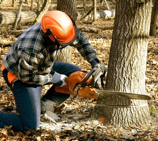 Tree Removal in Casscoe, AR
